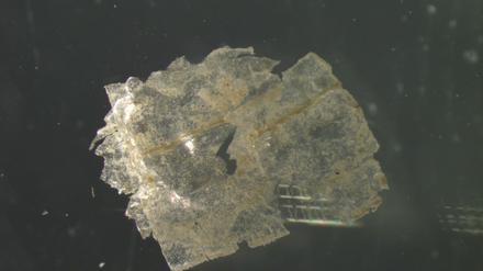 In jeder einzelnen der entnommenen Sedimentproben wiesen die Wissenschaftler:innen Mikroplastik-Teilchen nach – pro Kilogramm Sediment zwischen 215 und 1596 Partikel. 
