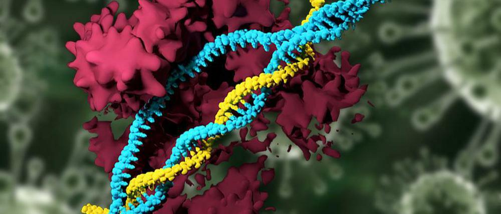 Die DNS-Helix an der richtigen Stelle greifen und nur dort schneiden - das gelingt der Genschere Crispr wohl doch besser als eine Facharbeit annahm.