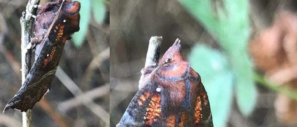 Ist zwar keine Eule, hat aber Zacken: Die Zackeneule, Scoliopteryx libatrix, kann zudem auch etwas, was ihre Namenscousine aus der Klasse der Vögel nicht drauf hat: Blüten bestäuben.
