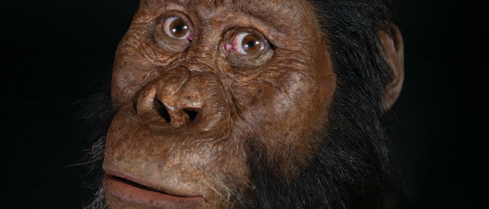 Rekonstruktion des Gesichts von Australopithecus anamensis.