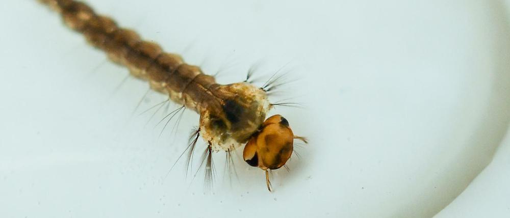 Mikroplastik kann von Mückenlarven aufgenommen werden, so dass es auch in die ausgewachsenen Mücken und Tiere, die sich von den Fluginsekten ernähren, gelangen kann. 