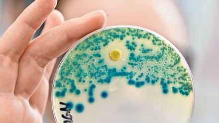 Kleiner Erreger, große Gefahr. Resistente Bakterien bedrohen vor allem geschwächte Patienten.