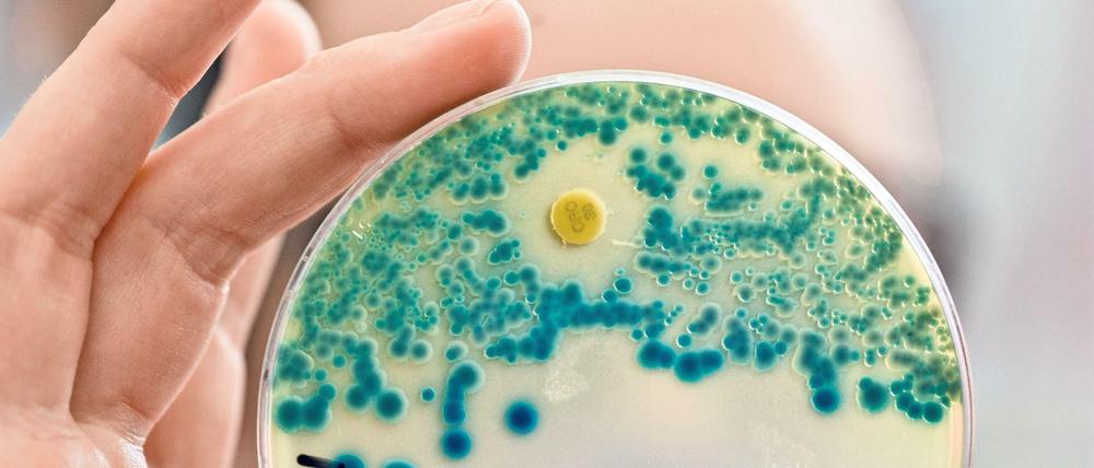 Kleiner Erreger, große Gefahr. Resistente Bakterien bedrohen vor allem geschwächte Patienten.