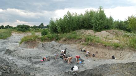 Die Fossilien des Ursäuger-Verwandten wurde in einer Lehmschicht im Süden Polens, bei Lisowice, entdeckt. 