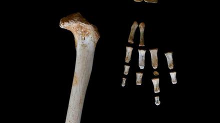 Fingerknochen (re.) eines jungen männlichen Neandertalers, gefunden in der Höhle El Sidrón (Asturien, Spanien).
