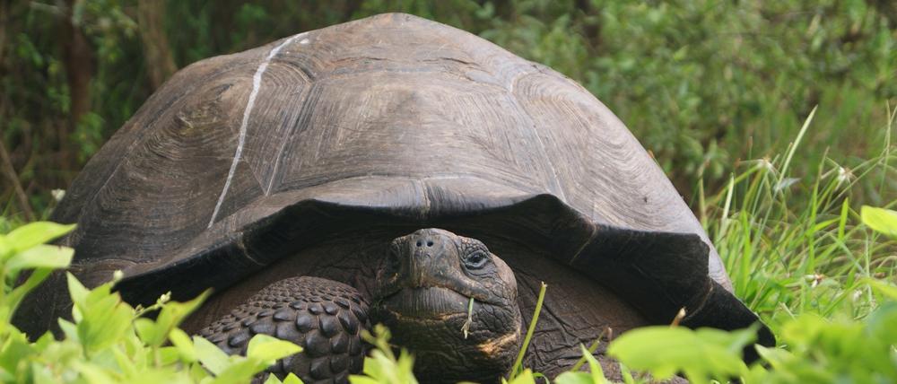 Gepanzerte Vielfalt. Eine der neu entdeckten Riesenschildkröten auf den Galapagos-Inseln.