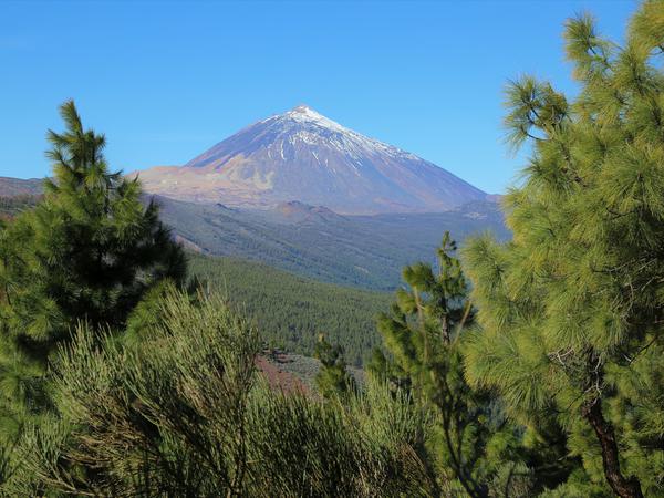 Die Pflanzenwelt Teneriffas weist eine überraschend hohe funktionelle Vielfalt auf. Im Hintergrund: der Pico del Teide, mit 3715 Metern der höchste Berg Spaniens.
