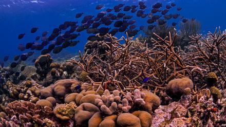 Schwämme wachsen in Korallenriffen, aber auch an Orten wie der Tiefsee, die für weniger Arten interessant sind.