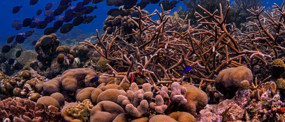 Schwämme wachsen in Korallenriffen, aber auch an Orten wie der Tiefsee, die für weniger Arten interessant sind.