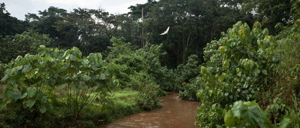 Grüner Rest. Der Mabira-Regenwald in Uganda.