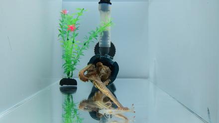 Ein Oktopus im Laborexperiment. Er jagt eine Garnele, wobei der zweite Arm die Aktion dominiert.