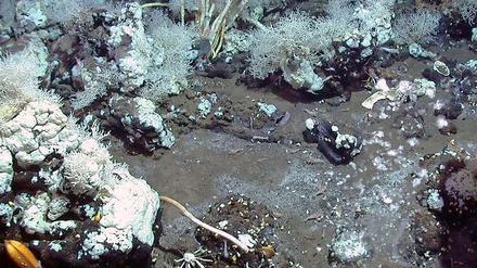 Im Golf von Mexiko gibt es viele Asphaltvulkane: natürliche Austritte von Erdöl. Davon ernähren sich spezielle Bakterien, die wiederum von Kaltwasserkorallen und Muscheln gefressen.