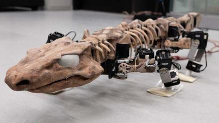 Läuft. Ein alles andere als futuristischer Roboter ist Orobot schon allein deshalb, weil sein Vorbild etwa 300 Millionen Jahre alt ist. Fußspuren, die ähnlich wie das Skelett von Orobates pabsti fossil erhalten sind, ermöglichen es zusammen mit ein bisschen Rechenleistung, zu rekonstruieren, wie Ur-Vierbeiner sich bewegten. 