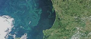 Ein Satellitenbild zeigt das Danziger Becken und die Ostsee vor Kaliningrad und Litauen mit Algenblüte sowie das südliche Ende Gotlands.