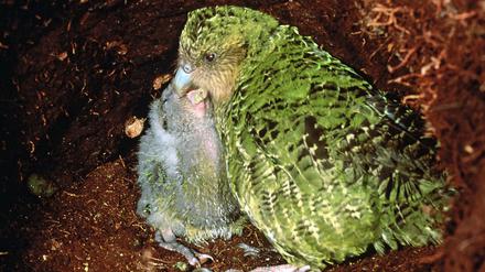 Auf Codfish Island vor Neuseeland lebt eine der letzten Kakapo-Papageien-Kolonien. Dort gibt es keine Ratten oder andere Säugetiere, die den hilflosen Vögeln auf den Hauptinseln, wo es sie schon lange nicht mehr gibt, zum Verhängnis wurden.