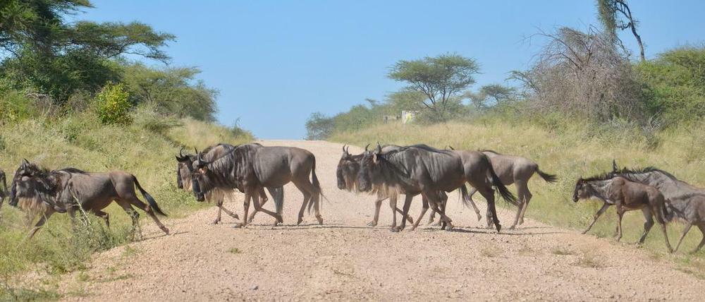 Auf ihrer jährlichen Wanderung durch das Serengeti-Ökosystem in Tansania und Kenia übertreten die Herden von Gnus regelmäßig Schutzgebiets- und Landesgrenzen.