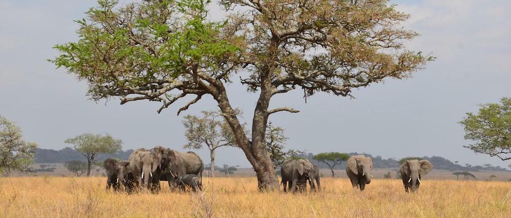 Die Weibchen Afrikanischer Elefanten, hier im Serengeti-Nationalpark in Tansania, bleiben oft ihr ganzes Leben bei der Herde ihrer Mutter.