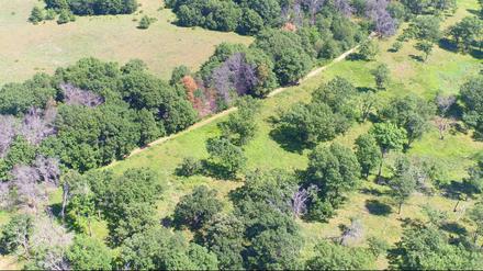 Das lange nicht mehr bewirtschaftete Feld oben links unterscheidete sich deutlich von verbliebener ursprünglicher Grassteppe (unten rechts) in Cedar Creek, Minnesota (USA).