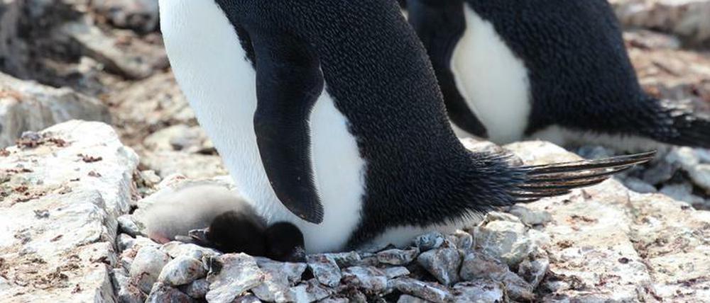 Adelie-Pinguin mit Küken. Die Nenster sind umgeben von den Ausscheidungen der Tiere.