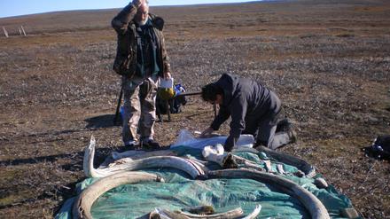Auf der Wrangelinsel im Arktischen Ozean können Überreste von Wollhaarmammuts gefunden werden, die mehr über das Leben der Tiere verraten sollen.