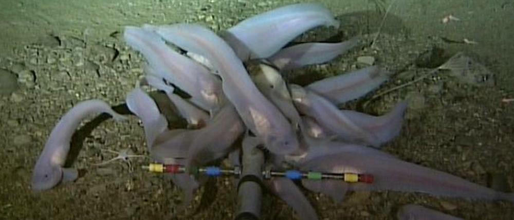 In Fischen aus 7000 Metern Tiefe, etwa dem Scheibenbauchfisch Notoliparis kermadecensis im Kermadecgraben vor Neuseeland, fand das Forschungsteam von Joel Blum Quecksilberspuren.