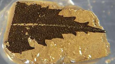 Zeitzeuge. Ein 24.700 Jahre altes Blatt aus dem Suigetsu-See in Japan. 