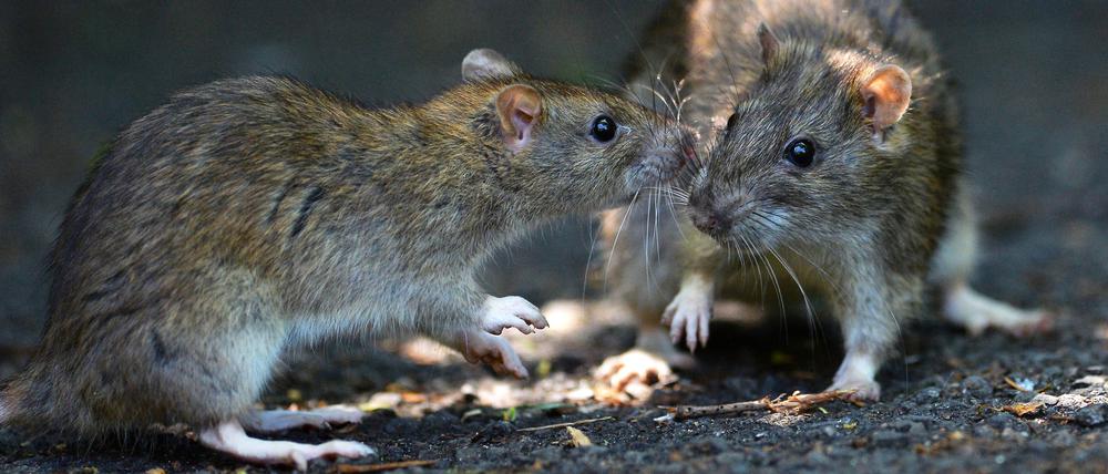 Wildwechsel: Cool zu bleiben ist unter Ratten ansteckend