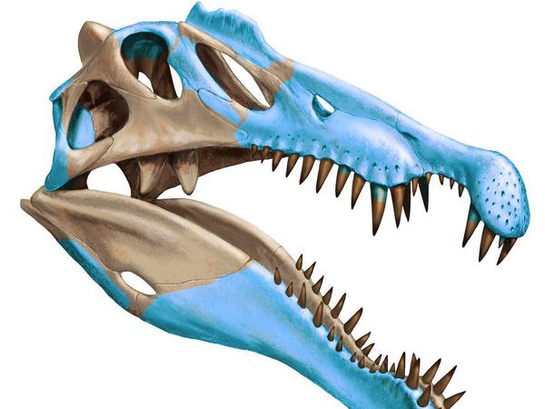 Angepasster Jäger. Die Nasenlöcher saßen auf dem Schädel. So konnten die Raubsaurier im Wasser weiter atmen. Die blau gekennzeichneten Teile des Schädels liegen vor, den Rest rekonstruierten die Forscher. 