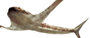 Zeichnung eines Hai-artigen Fischs mit extrem lang ausgezogenen Brustflossen