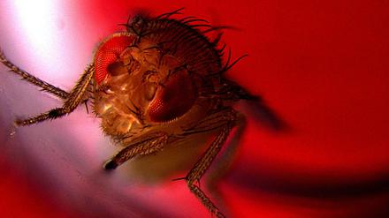 Eine Fliege in rotem Licht