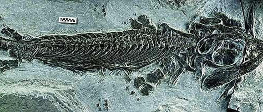 Alter Knochen. Das Fossil des amphibischen Ichthyosauriers Cartorhynchus lenticarpus. Es wurde im Osten Chinas entdeckt.