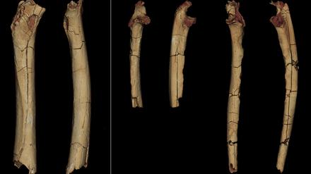 Die Knochen von einem Oberschenkel (links), sowie einer rechten (Mitte) und linken Elle (rechts) zeigen, dass die Vorfahren der Vormenschen bereits vor sieben Millionen Jahren auf zwei Beinen unterwegs waren, aber auch noch auf allen Vieren kletterten.