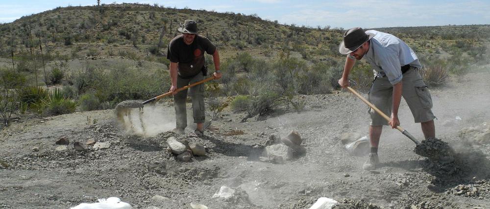 Nahe der Ortschaft Porvenir de Jalpa im mexikanischen Bundesstaat Coahuila haben deutsche Forscher in der weit über 40 Grad Celsius heißen Wüste Knochen eines Hadrosauriers gefunden. 