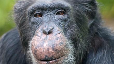 Schimpansen zählen zu den Primaten. Auch diese Tiere können Irrtümer voraussehen, behaupten Forscher. 