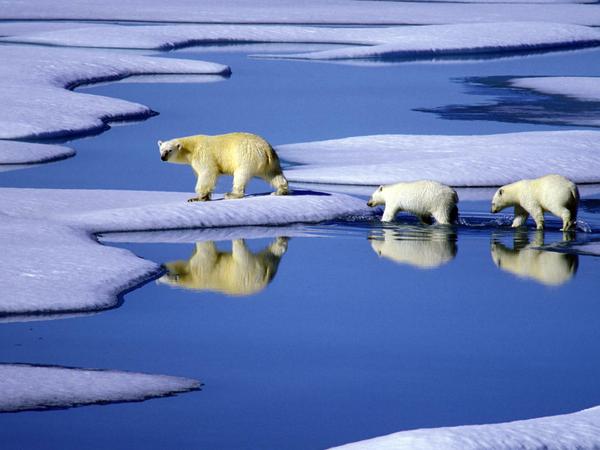 Die Eisschmelze in der Arktis bedroht vor allem junge Eisbären. Das hat eine Studie der Umweltstiftung WWF ergeben. 