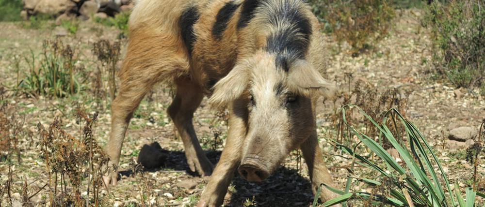 Verwildert: Dieser Nachkomme von Hausschweinen lebt wild auf Sardinien. Der Genaustausch lief und läuft in beide Richtungen: Europäische Hauschweine tragen viel wildes Erbmaterial, und Wildschweine viel von ihren domestizierten Artgenossen. 