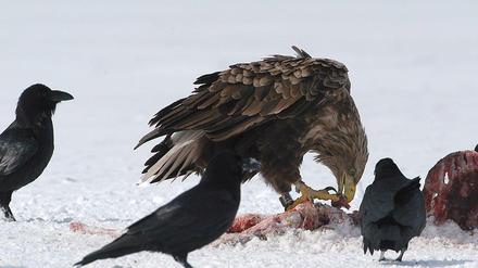 Seeadler beim Fressen eines Kadavers. Die Vögel sondern größere Munitionsreste gezielt aus, haben Berliner Wildtierbiologen festgestellt. 