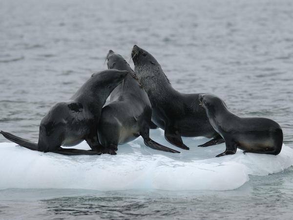 Seebären leben nahe der Antarktis, beispielsweise auf den Südlichen Shetlandinseln, Marion Island, den Crozet- und der Macquarieinsel. Die größte Kolonie lebt auf Südgeorgien.