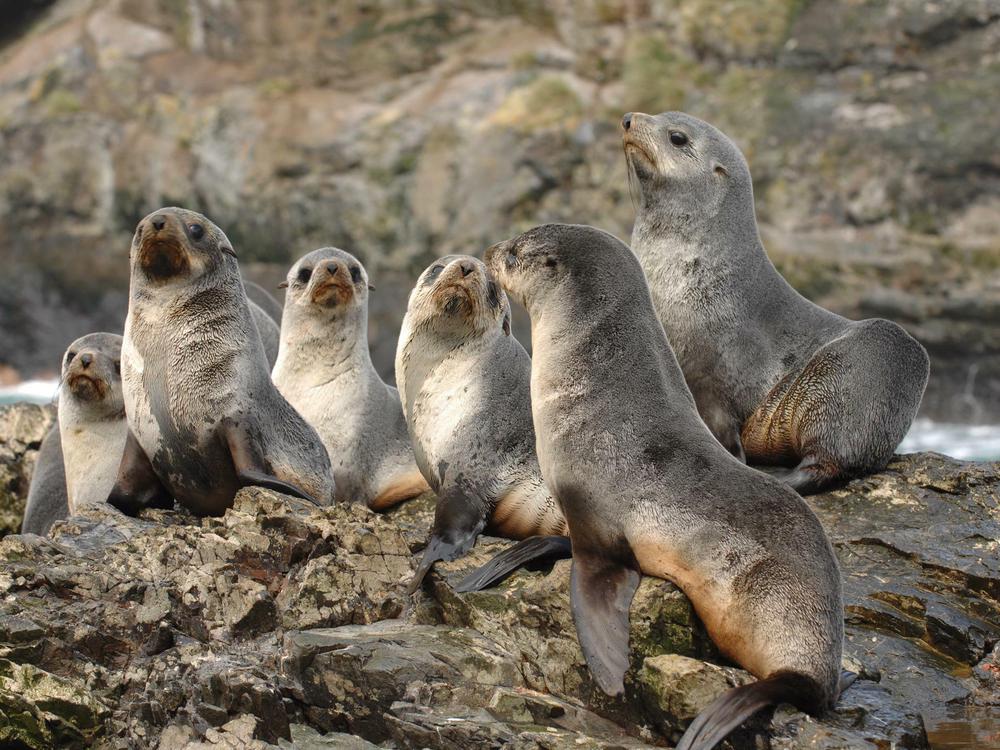 Antarktische Seebären nach wie vor bedroht