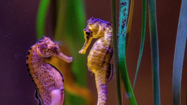 Tropical seahorses Twenty tropical seahorses 12 females and 8 male arrived in Pula Aquarium from Duisburg, Germany , A seahorse are seen ö ü at the Aquarium Pula in Croatia on March 30, 2021. SreckoxNiketic/PIXSELL