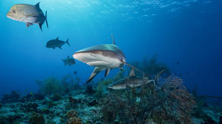 Riffhaie sind die Top-Räuber in den artenreichen Meeresökosystemen.