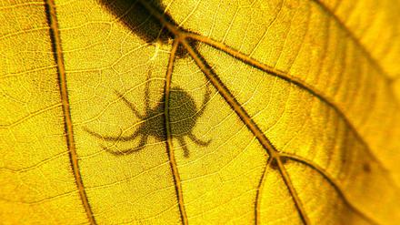 An einigen Orten in Deutschland sind die Populationen von Insekten, Spinnen und Tausendfüßern so stark zurückgegangen, dass sie nur noch ein Schatten ihrer selbst sind, messen Forscher.