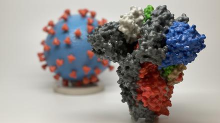 Vor allem Veränderungen des S-Proteins (Vordergrund), des „Stachels“ des Coronavirus (im Hintergrund), erleichtern dem Covid-19-Erreger die Vermehrung. 