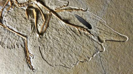 Feder auf Fossilie: Die versteinerten Überreste des Urvogels wurden in der Fränkischen Alb in den Solnhofener Plattenkalken aus dem Oberjura entdeckt.
