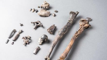 Die 21 Knochen des am besten erhaltenen Teilskeletts eines männlichen Danuvius guggenmosi wurden in einem Bachlauf der Tongrube „Hammerschmiede“ im Unterallgäu entdeckt.
