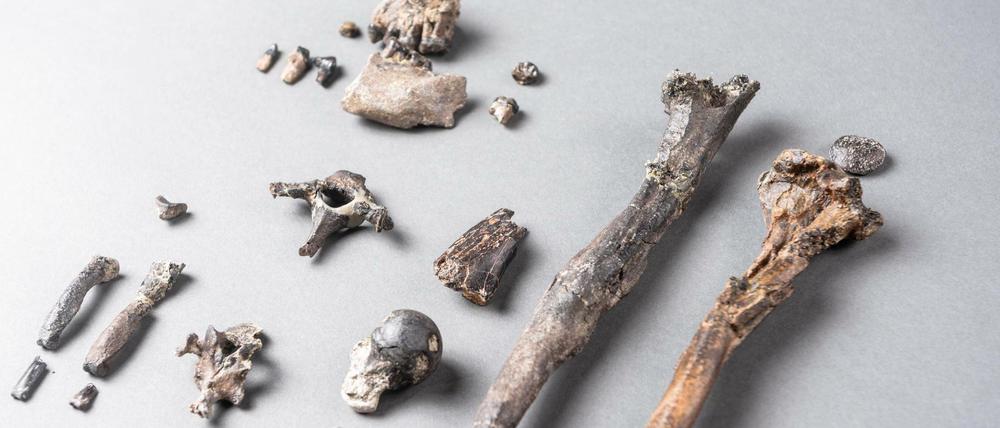 Die 21 Knochen des am besten erhaltenen Teilskeletts eines männlichen Danuvius guggenmosi wurden in einem Bachlauf der Tongrube „Hammerschmiede“ im Unterallgäu entdeckt.