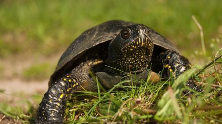 Ein Weibchen der Europäischen Sumpfschildkröte auf ihrem beschwerlichen Weg zum Ablegen ihrer Eier.