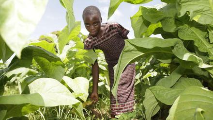 Ein Mädchen arbeitet bei der Tabakernte in Sambia. Der Konsum von Tabakerzeugnissen ist bekanntlich vor allem für junge Menschen gesundheitsschädlich - aber auch unter der Produktion können Kinder und Jugendliche enorm leiden. 