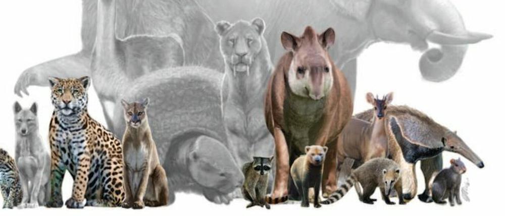 Eine Illustration von Säugetieren, die in Cerro Azul in Peru einen Lebensraum teilen würden. Farbig markiert sind Arten, die heute dort vorkommen, grau, die ausgestorben sind oder ausgerottet wurden. 