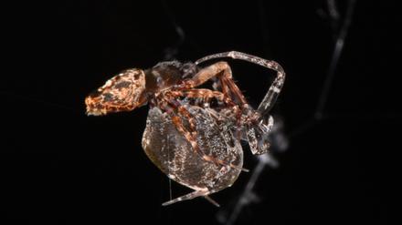 Spannung vor dem Abflug: Die Vorderbeine des Spinnenmännchens (links) sind bei der Paarung angewinkelt.